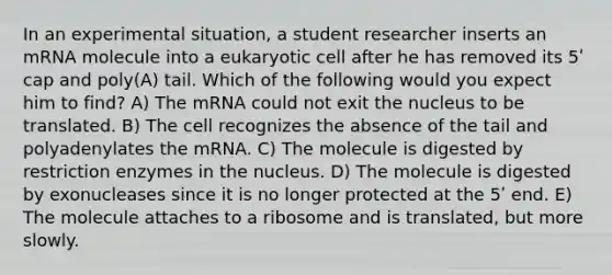 In an experimental situation, a student researcher inserts an mRNA molecule into a eukaryotic cell after he has removed its 5ʹ cap and poly(A) tail. Which of the following would you expect him to find? A) The mRNA could not exit the nucleus to be translated. B) The cell recognizes the absence of the tail and polyadenylates the mRNA. C) The molecule is digested by restriction enzymes in the nucleus. D) The molecule is digested by exonucleases since it is no longer protected at the 5ʹ end. E) The molecule attaches to a ribosome and is translated, but more slowly.