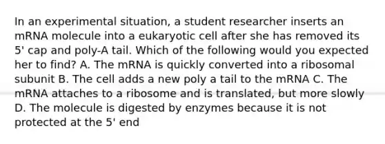 In an experimental situation, a student researcher inserts an mRNA molecule into a eukaryotic cell after she has removed its 5' cap and poly-A tail. Which of the following would you expected her to find? A. The mRNA is quickly converted into a ribosomal subunit B. The cell adds a new poly a tail to the mRNA C. The mRNA attaches to a ribosome and is translated, but more slowly D. The molecule is digested by enzymes because it is not protected at the 5' end