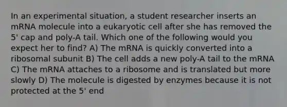 In an experimental situation, a student researcher inserts an mRNA molecule into a eukaryotic cell after she has removed the 5' cap and poly-A tail. Which one of the following would you expect her to find? A) The mRNA is quickly converted into a ribosomal subunit B) The cell adds a new poly-A tail to the mRNA C) The mRNA attaches to a ribosome and is translated but more slowly D) The molecule is digested by enzymes because it is not protected at the 5' end