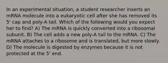 In an experimental situation, a student researcher inserts an mRNA molecule into a eukaryotic cell after she has removed its 5' cap and poly-A tail. Which of the following would you expect her to find? A) The mRNA is quickly converted into a ribosomal subunit. B) The cell adds a new poly-A tail to the mRNA. C) The mRNA attaches to a ribosome and is translated, but more slowly. D) The molecule is digested by enzymes because it is not protected at the 5' end.