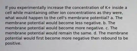 If you experimentally increase the concentration of K+ inside a cell while maintaining other ion concentrations as they were, what would happen to the cell's membrane potential? a. The membrane potential would become less negative. b. The membrane potential would become more negative. c. The membrane potential would remain the same. d. The membrane potential would first become more negative then rebound to be positive.