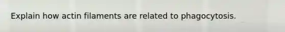 Explain how actin filaments are related to phagocytosis.