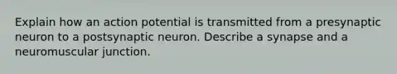 Explain how an action potential is transmitted from a presynaptic neuron to a postsynaptic neuron. Describe a synapse and a neuromuscular junction.