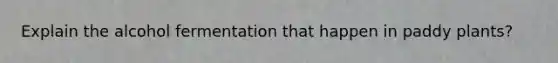 Explain the alcohol fermentation that happen in paddy plants?