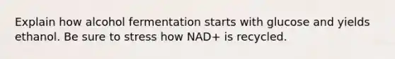 Explain how alcohol fermentation starts with glucose and yields ethanol. Be sure to stress how NAD+ is recycled.