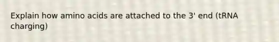 Explain how amino acids are attached to the 3' end (tRNA charging)