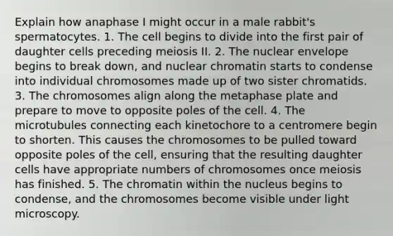 Explain how anaphase I might occur in a male rabbit's spermatocytes. 1. The cell begins to divide into the first pair of daughter cells preceding meiosis II. 2. The nuclear envelope begins to break down, and nuclear chromatin starts to condense into individual chromosomes made up of two sister chromatids. 3. The chromosomes align along the metaphase plate and prepare to move to opposite poles of the cell. 4. The microtubules connecting each kinetochore to a centromere begin to shorten. This causes the chromosomes to be pulled toward opposite poles of the cell, ensuring that the resulting daughter cells have appropriate numbers of chromosomes once meiosis has finished. 5. The chromatin within the nucleus begins to condense, and the chromosomes become visible under light microscopy.