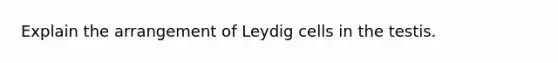 Explain the arrangement of Leydig cells in the testis.