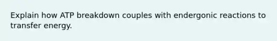 Explain how ATP breakdown couples with endergonic reactions to transfer energy.