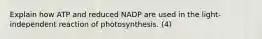 Explain how ATP and reduced NADP are used in the light-independent reaction of photosynthesis. (4)