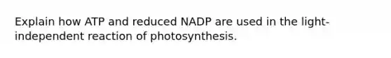 Explain how ATP and reduced NADP are used in the light-independent reaction of photosynthesis.