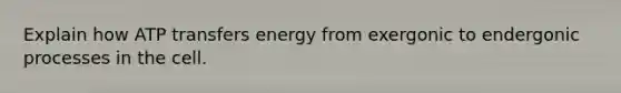 Explain how ATP transfers energy from exergonic to endergonic processes in the cell.