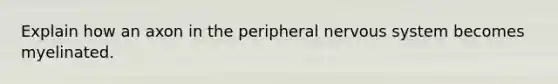 Explain how an axon in the peripheral nervous system becomes myelinated.