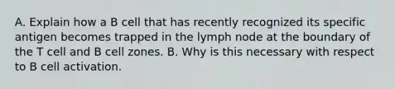 A. Explain how a B cell that has recently recognized its specific antigen becomes trapped in the lymph node at the boundary of the T cell and B cell zones. B. Why is this necessary with respect to B cell activation.