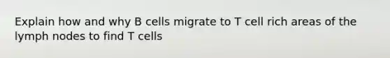 Explain how and why B cells migrate to T cell rich areas of the lymph nodes to find T cells