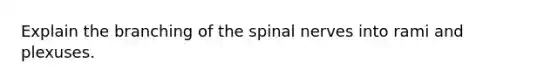 Explain the branching of the <a href='https://www.questionai.com/knowledge/kyBL1dWgAx-spinal-nerves' class='anchor-knowledge'>spinal nerves</a> into rami and plexuses.