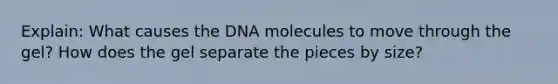 Explain: What causes the DNA molecules to move through the gel? How does the gel separate the pieces by size?