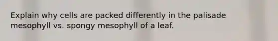 Explain why cells are packed differently in the palisade mesophyll vs. spongy mesophyll of a leaf.