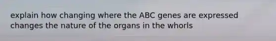 explain how changing where the ABC genes are expressed changes the nature of the organs in the whorls