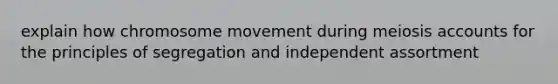 explain how chromosome movement during meiosis accounts for the principles of segregation and independent assortment