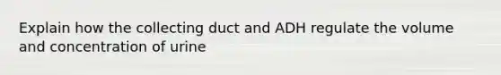 Explain how the collecting duct and ADH regulate the volume and concentration of urine