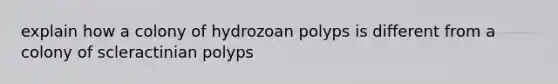 explain how a colony of hydrozoan polyps is different from a colony of scleractinian polyps