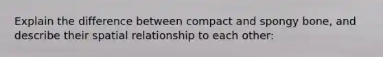 Explain the difference between compact and spongy bone, and describe their spatial relationship to each other: