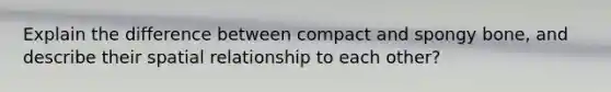 Explain the difference between compact and spongy bone, and describe their spatial relationship to each other?