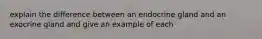 explain the difference between an endocrine gland and an exocrine gland and give an example of each