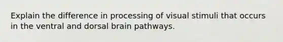 Explain the difference in processing of visual stimuli that occurs in the ventral and dorsal brain pathways.