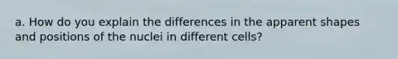 a. How do you explain the differences in the apparent shapes and positions of the nuclei in different cells?