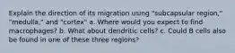 Explain the direction of its migration using "subcapsular region," "medulla," and "cortex" a. Where would you expect to find macrophages? b. What about dendritic cells? c. Could B cells also be found in one of these three regions?