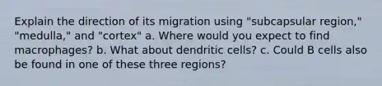 Explain the direction of its migration using "subcapsular region," "medulla," and "cortex" a. Where would you expect to find macrophages? b. What about dendritic cells? c. Could B cells also be found in one of these three regions?