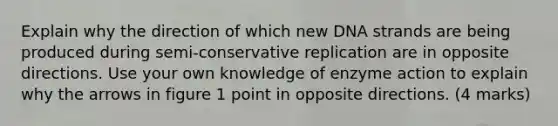 Explain why the direction of which new DNA strands are being produced during semi-conservative replication are in opposite directions. Use your own knowledge of enzyme action to explain why the arrows in figure 1 point in opposite directions. (4 marks)