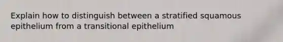 Explain how to distinguish between a stratified squamous epithelium from a transitional epithelium