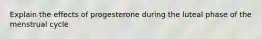 Explain the effects of progesterone during the luteal phase of the menstrual cycle