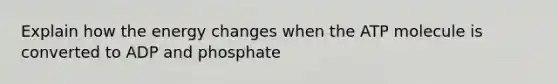 Explain how the energy changes when the ATP molecule is converted to ADP and phosphate