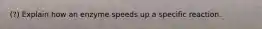 (?) Explain how an enzyme speeds up a specific reaction.