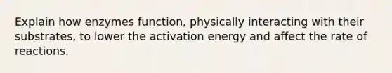 Explain how enzymes function, physically interacting with their substrates, to lower the activation energy and affect the rate of reactions.