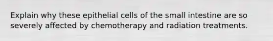 Explain why these epithelial cells of the small intestine are so severely affected by chemotherapy and radiation treatments.