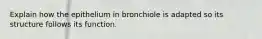 Explain how the epithelium in bronchiole is adapted so its structure follows its function.