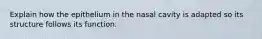 Explain how the epithelium in the nasal cavity is adapted so its structure follows its function.