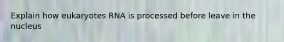 Explain how eukaryotes RNA is processed before leave in the nucleus