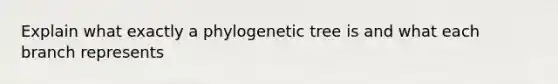 Explain what exactly a phylogenetic tree is and what each branch represents