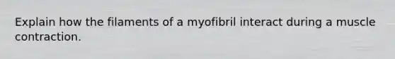 Explain how the filaments of a myofibril interact during a muscle contraction.