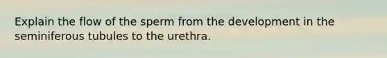 Explain the flow of the sperm from the development in the seminiferous tubules to the urethra.