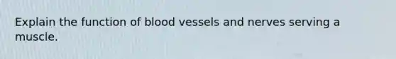 Explain the function of <a href='https://www.questionai.com/knowledge/kZJ3mNKN7P-blood-vessels' class='anchor-knowledge'>blood vessels</a> and nerves serving a muscle.