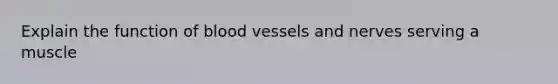 Explain the function of blood vessels and nerves serving a muscle