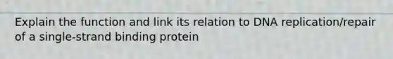 Explain the function and link its relation to DNA replication/repair of a single-strand binding protein