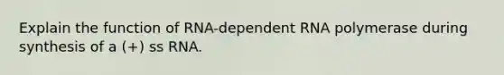 Explain the function of RNA-dependent RNA polymerase during synthesis of a (+) ss RNA.